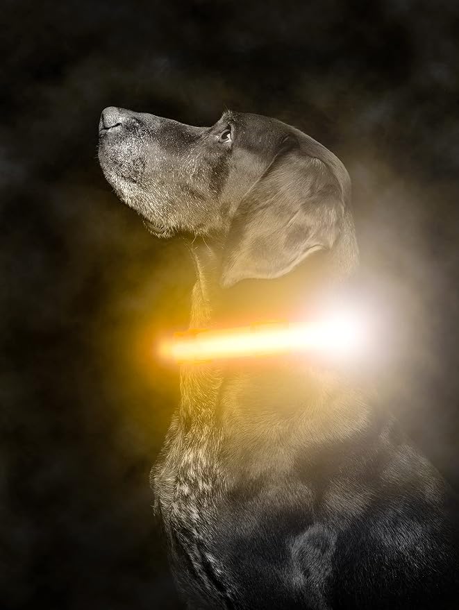 Mighty Paw LED Dog Collar - USB Rechargeable LED - High Visibility Glow Pet Strips - Weather Resistant - 3 Bright Light Modes for Nighttime Dog Safety - Collar USB (S, Orange) by MightyPaw