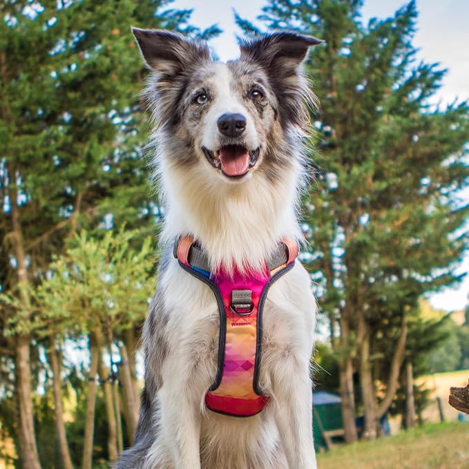 Embark No Pull Dog Harness, Reflective Adjustable Training Vest, No Choke | Adjustable straps fit all dog breeds with sturdy hooks; 360° reflective trim, soft padded Harness Design for All Dogs - Image 8