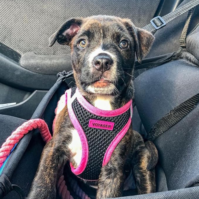 Voyager Step-in Air Dog Vest Harness - Black/Pink Trim, Small | 14.5-16" in Chest, Reflective Bands, All Weather Breathable Air Mesh, Cats Compatible, Lightweight, Fast Drying - Image 7