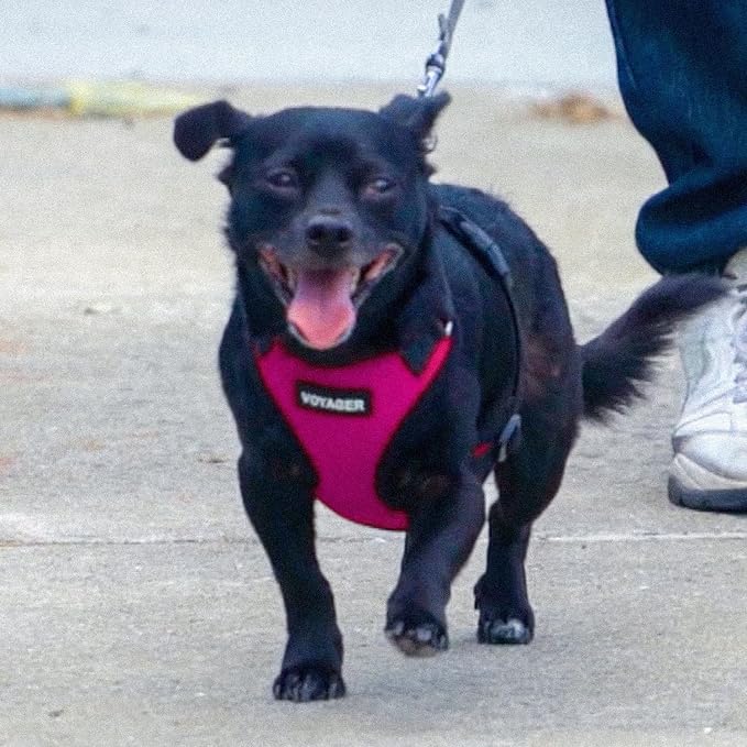Voyager Step-in Lock Dog Harness - Fuchsia/Black Trim, Large | 20 - 25" in Chest, Adjustable, Breathable Air Mesh, Lightweight for Daily Walks, Strong Clips, Heavy Duty D-Ring - Image 8