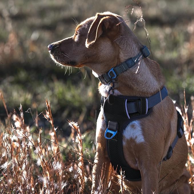 Embark No Pull Dog Harness, Reflective Adjustable Training Vest, No Choke | Adjustable straps fit all dog breeds with sturdy hooks; 360° reflective trim, soft padded Harness Design for All Dogs - Image 3