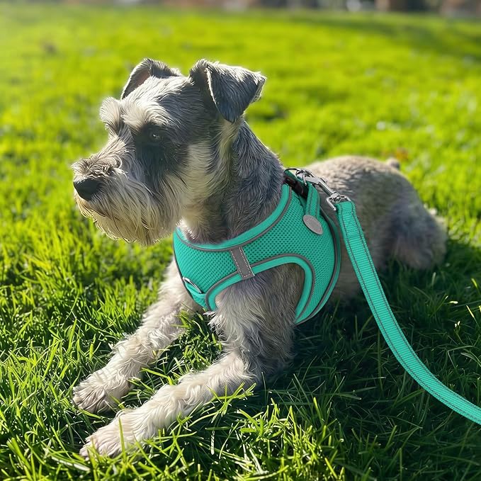 Joytale Step-in Dog Harness, Soft Breathable Mesh, Teal XL | Adjustable Fit for Small Dogs, Easy Step-in with Secure Fastener, Even Chest Pressure, Reflective For Night Safety, Washable - Image 2