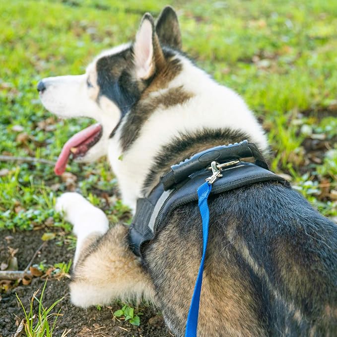 Hi Kiss Dog/Puppy Obedience Recall Training Agility Lead - 15ft 20ft 30ft 50ft 100ft Training Leash - Great for Training, Play, Camping, or Backyard (30 Feet, Green) - Image 5