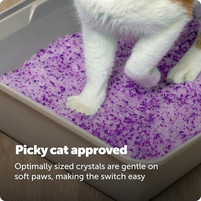 PetSafe ScoopFree Premium Crystal Litter, Lavender Scent, 4.3Lb Bag, 2 Pack | Ultra-Absorbent Crystal Cat Litter, 5x Faster Odor Control, 99% Dust-Free, Low Tracking, Refills Any Cat Box or Tray - Image 8