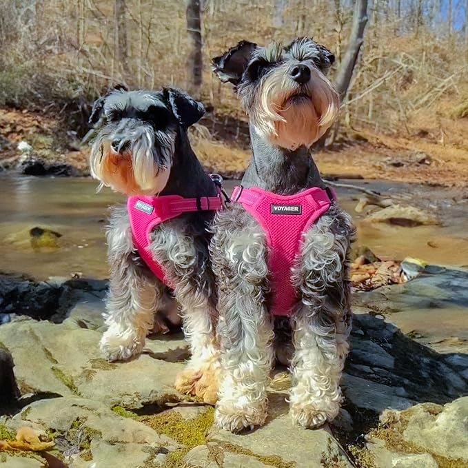 Voyager Step-in Flex Adjustable Dog Harness - Fuchsia, Small | 15 - 18" in Chest, Fully Adjustable, Reflective Bands, All Weather Breathable Air Mesh, Lightweight, Fast Drying - Image 7