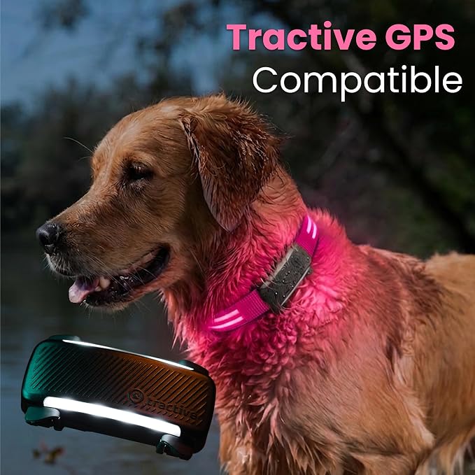 Tractive LED Light Up Dog Collar USB Rechargeable Waterproof (Pink) - Image 5