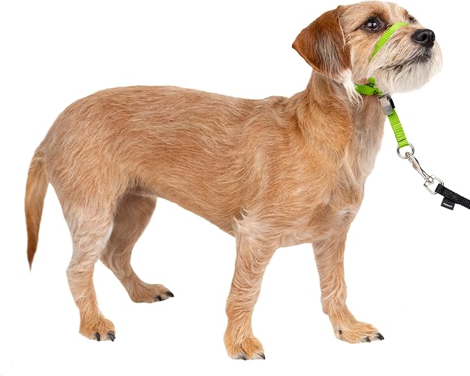 PetSafe Gentle Leader No-Pull Dog Headcollar - The Ultimate Solution to Pulling - Redirects Your Dog's Pulling for Easier Walks - Helps You Regain Control - Small, Apple Green by PetSafe