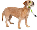 PetSafe Gentle Leader No-Pull Dog Headcollar - The Ultimate Solution to Pulling - Redirects Your Dog's Pulling for Easier Walks - Helps You Regain Control - Small, Apple Green by PetSafe