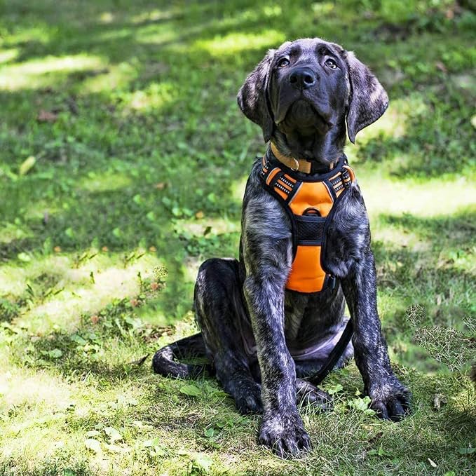 rabbitgoo Dog Harness, No Pull Medium Sized with 2 Leash Clips, Pet Vest | No Choke with Handle, Adjustable Soft Padded, Reflective, Easy Control for Walking, Orange, Medium - Image 8
