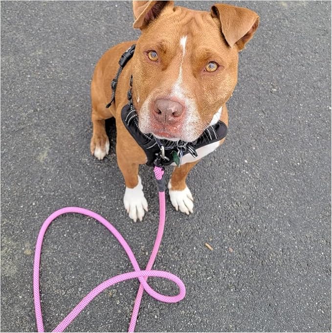 MayPaw 8ft Long Rope Dog Leash for Large Medium Dogs Soft Handle Dog Lead | 1/2-In Thick Lead, 3/6/8/10/12/15/20FT Soft Padded Handle Strong Nylon Pet Leash, 14+ Colors (1/2" * 8', Pink-Blue dot) - Image 6