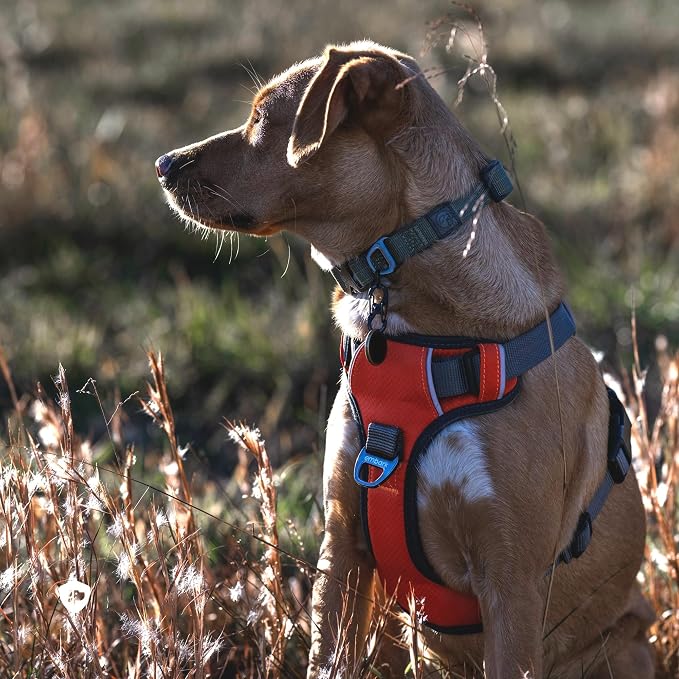 Embark No Pull Dog Harness, Reflective Adjustable Training Vest, No Choke | Adjustable straps fit all dog breeds with sturdy hooks; 360° reflective trim, soft padded Harness Design for All Dogs - Image 3