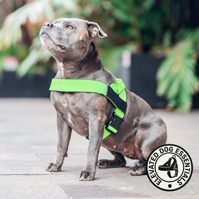 Dog Friendly Co. Dog Harness for Small Dogs (Neon Green, Extra Small) | One Click Buckle, Chafe Resistant Webbing, Adjustable Neck & Chest, and Heavy Duty D-Ring, Sturdy Comfortable and Easy to Use - Image 5