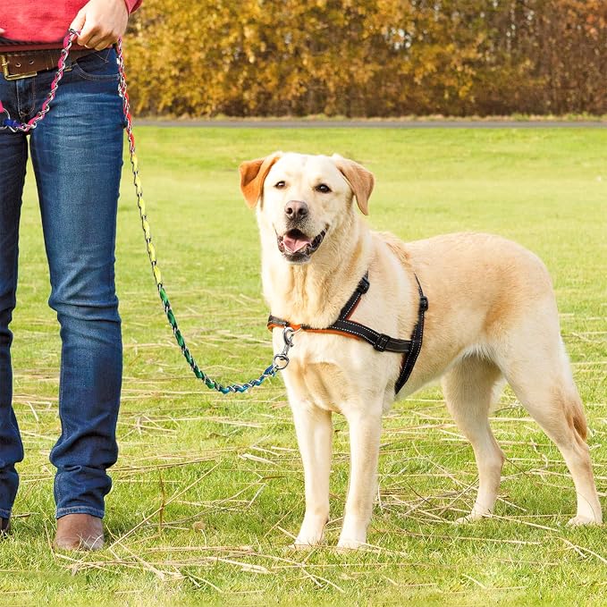 Metal Chain Dog Leash Chew Proof for Dogs, Colorful, 3.5mm, 6FT | More Room for Everyday Walks and Outdoor Use, Chew Resistant Chain, Padded Handle, Swivel Clip - Image 7