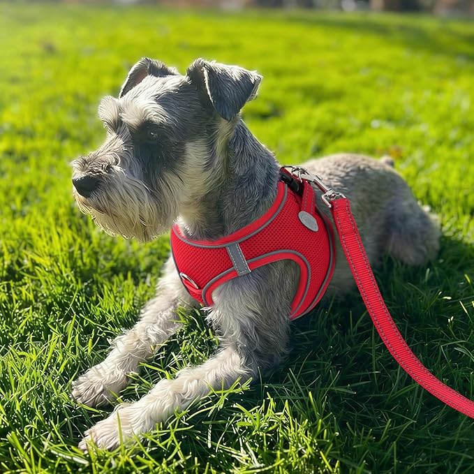Joytale Step-in Dog Harness, Soft Breathable Mesh, Red L | Adjustable Fit for Small Dogs, Easy Step-in with Secure Fastener, Even Chest Pressure, Reflective For Night Safety, Washable - Image 2