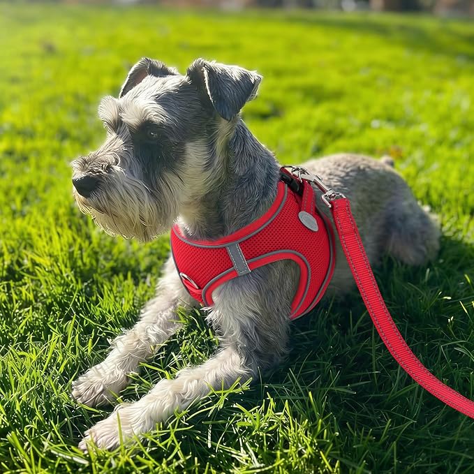 Joytale Step-in Dog Harness, Soft Breathable Mesh, Red M | Adjustable Fit for Small Dogs, Easy Step-in with Secure Fastener, Even Chest Pressure, Reflective For Night Safety, Washable - Image 2
