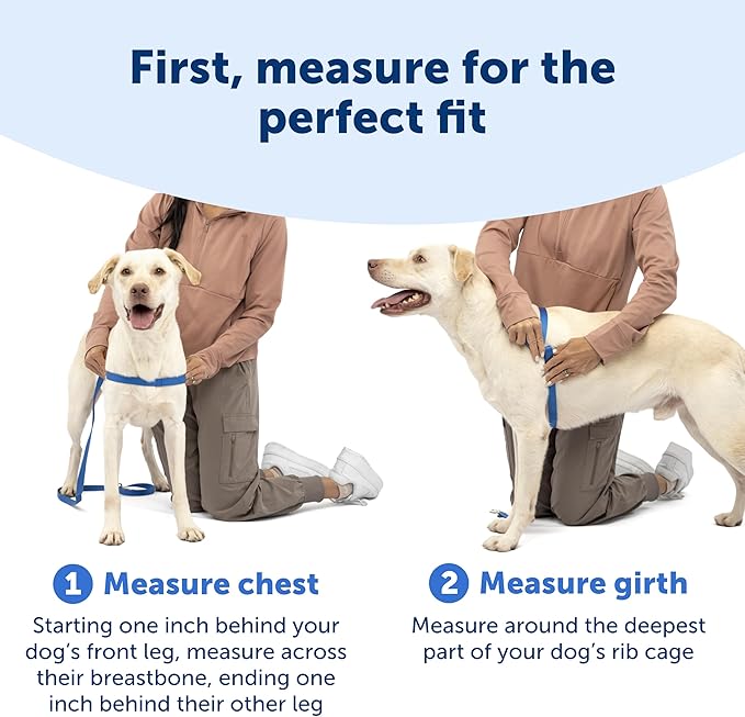 PetSafe Easy Walk Harness, No Pull Dog Harness, Apple Green, Medium/Large | Patented Martingale Loop Gives Gradual Shoulder Pressure to Stop Pulling, Front-Chest Leash Clip Prevents Gagging - Image 5