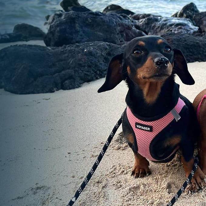 Voyager Step-in Air Dog Vest Harness - Pink/Black Trim, Medium | 16 - 18" in Chest, Reflective Bands, All Weather Breathable Air Mesh, Cats Compatible, Lightweight, Fast Drying - Image 2