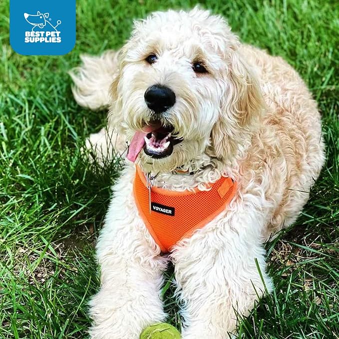 Voyager Step-in Lock Dog Harness - Orange, Large | 20 - 25" in Chest, Adjustable, Breathable Air Mesh, Lightweight for Daily Walks, Strong Clips, Heavy Duty D-Ring - Image 10