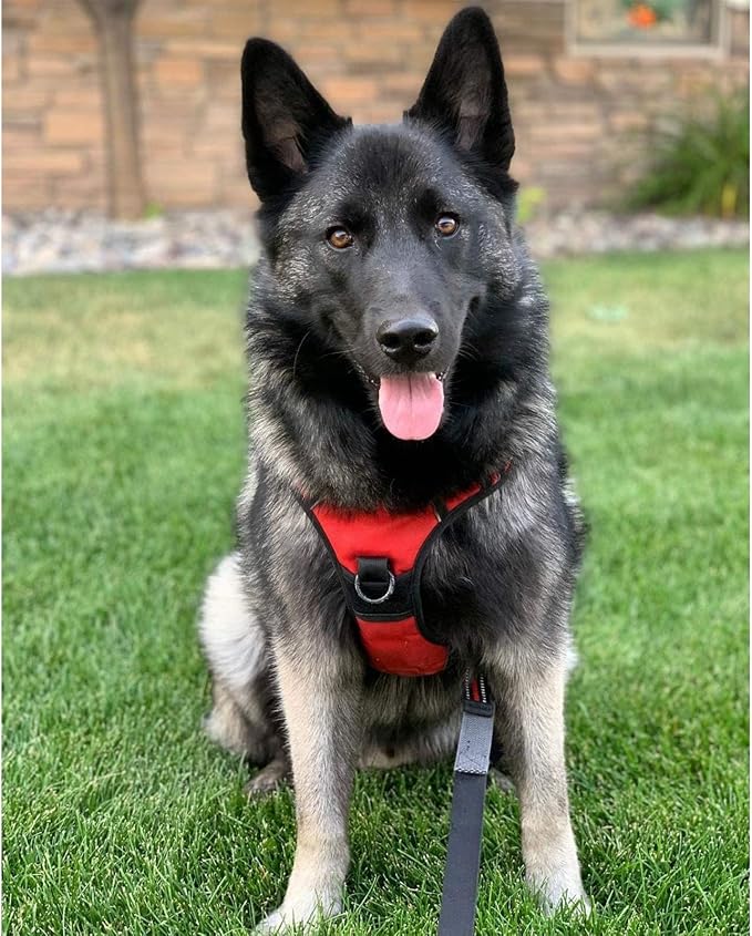 rabbitgoo Dog Harness, No Pull for Large Dogs with 2 Leash Clips, Pet Vest | No Choke with Handle, Adjustable Soft Padded, Reflective, Easy Control for Walking, Red, Large - Image 8