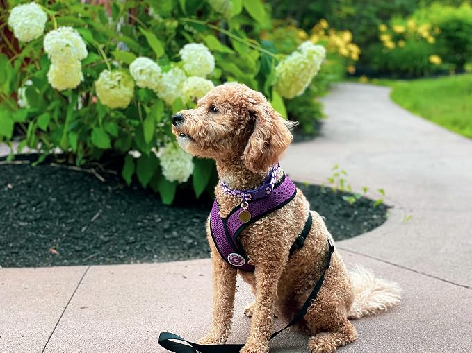 Gooby Comfort X Head-in Dog Harness, Choke-Free, Purple, X-Large | Patented choke-free X-frame; Secure head-in fit; Lightweight breathable mesh; Back metal D-ring; Machine washable - Image 3