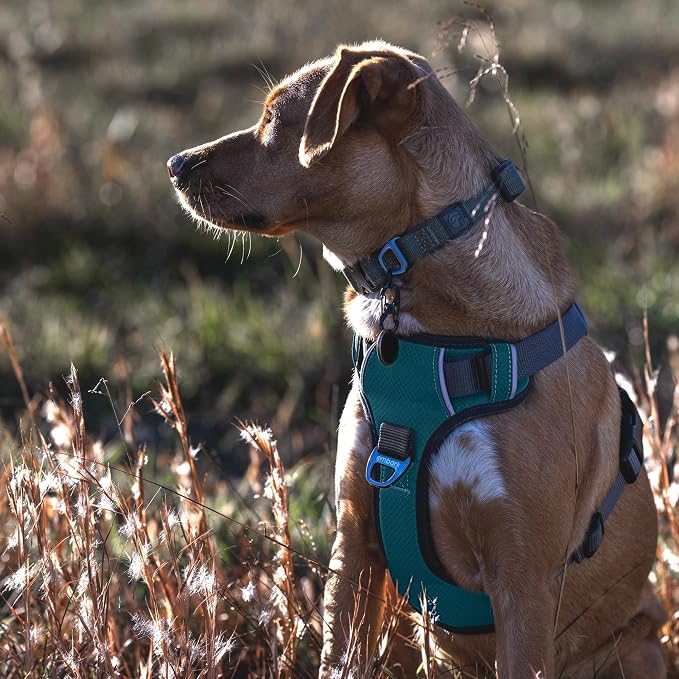 Embark No Pull Dog Harness, Reflective Adjustable Training Vest, No Choke | Adjustable straps fit all dog breeds with sturdy hooks; 360° reflective trim, soft padded Harness Design for All Dogs - Image 3