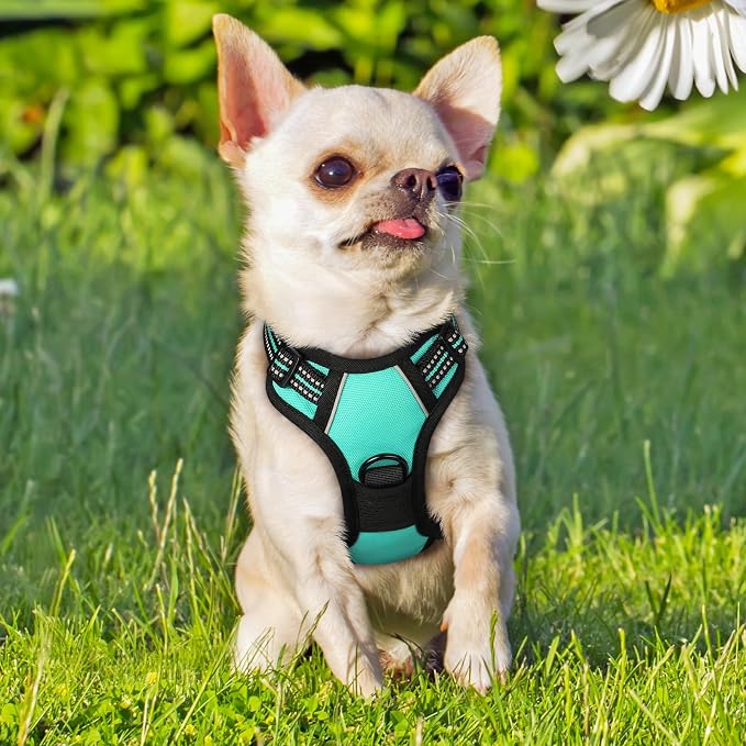rabbitgoo Dog Harness, No Pull for Small Dogs with 2 Leash Clips, Pet Vest | No Choke with Handle, Adjustable Soft Padded, Reflective, Easy Control for Walking, Turquoise, X-Small - Image 8