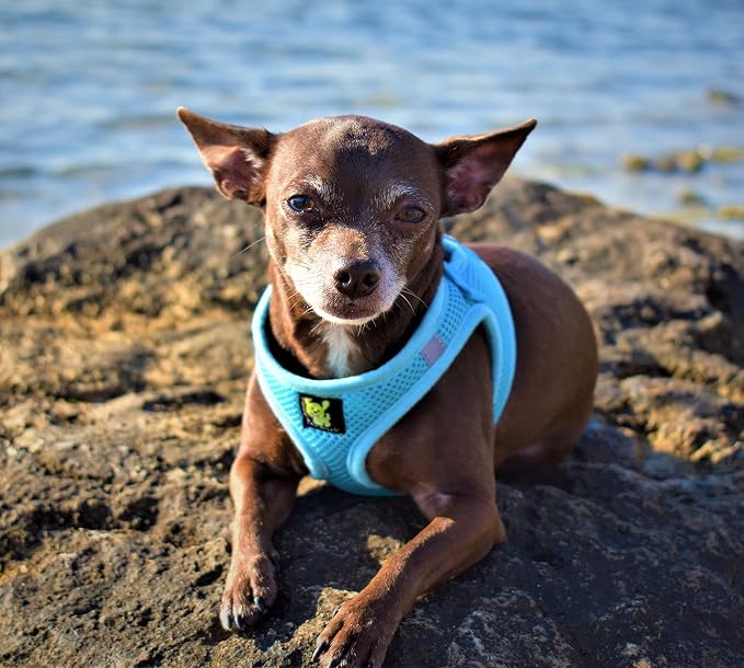 EcoBark Step in Dog Harness, Reflective & Adjustable Chest Halter, XL | Eco Friendly Soft Mesh Dog Harnesses for Small & Medium Breed Dogs, Escape Proof No Choke Chest Body Vest, Baby Blue - Image 8