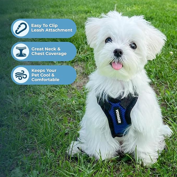 Voyager Step-in Lock Dog Harness - Royal Blue/Black Trim, Medium | 17 - 21" in Chest, Adjustable, Breathable Air Mesh, Lightweight for Daily Walks, Strong Clips, Heavy Duty D-Ring - Image 3