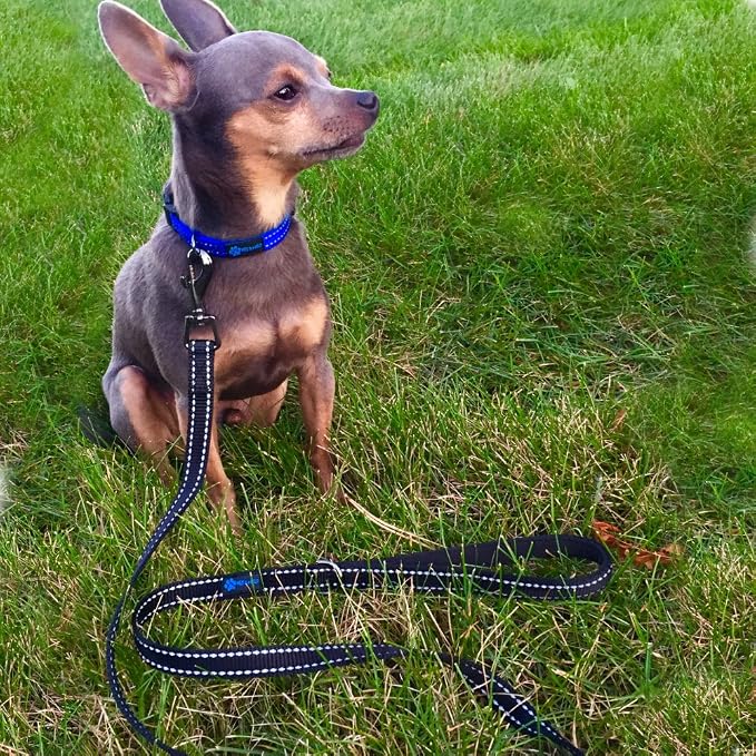Max and Neo Small Dog Reflective Nylon Leash - We Donate One to Rescue for Every Leash Sold (Red, 4x5/8) - Image 5