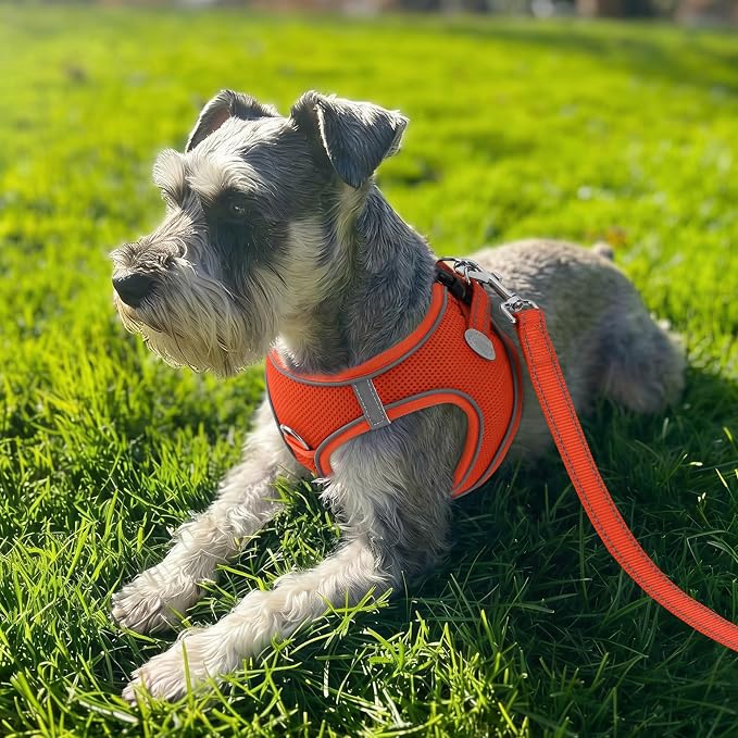 Joytale Step-in Dog Harness, Soft Breathable Mesh, Orange L | Adjustable Fit for Small Dogs, Easy Step-in with Secure Fastener, Even Chest Pressure, Reflective For Night Safety, Washable - Image 2