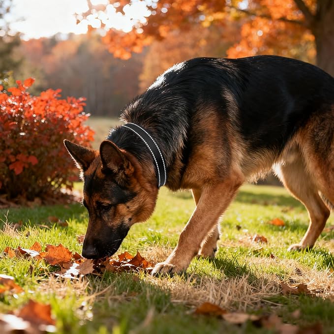 Taglory Reflective Extra Large Dog Collar, Comfortable for Safe Night Walks | Soft Neck Cushioning, Adjustable 18-28 in, Sturdy Webbing Withstands Strong Pullers, Zinc Alloy D-Ring for Leash and ID Tags - Image 2