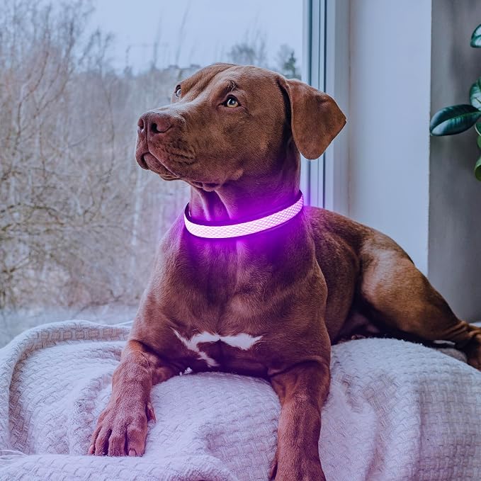 Flashseen LED Light Up Dog Collar, USB Rechargeable, Purple, S | Super Bright Lighted Dog Collar, Adjustable Breathable Mesh, Glow Collar for Dog Night Walking - Image 2