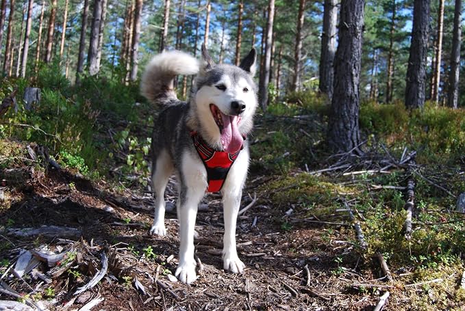 TRUE LOVE Adjustable No-Pull Dog Harness Reflective Pup Vest Harnesses Comfortable Control Brilliant Colors Truelove TLH5651(Red,XL) | Front Clip, No-Choke, Soft Padded, Control Handle, Anti Escape, Dog Car Harness, Walking and Training, Escape Proof, ... - Image 6