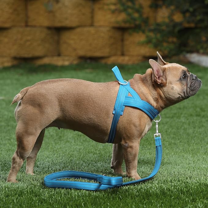Plutus Pet No Pull Dog Harness for Large Dogs, Breathable Mesh Padded | Adjustable Reflective with Handle, Escape Proof, Quick Fit Pet Vest, Front Clip, for Training and Walking, Cyan, XL - Image 5