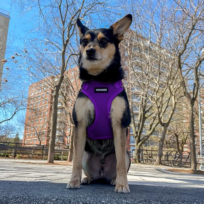 Voyager Step-in Lock Dog Harness - Purple, X-Small | 13 - 16" in Chest, Adjustable, Breathable Air Mesh, Lightweight for Daily Walks, Strong Clips, Heavy Duty D-Ring - Image 8