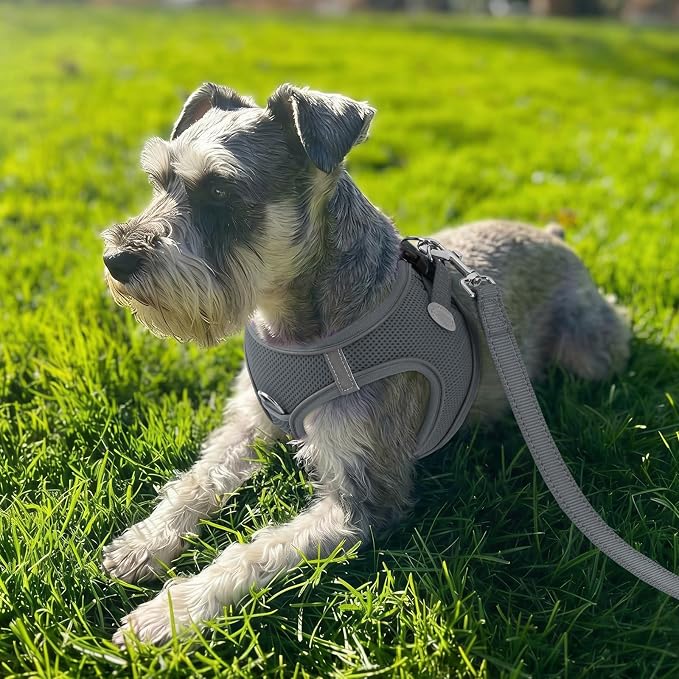 Joytale Step-in Dog Harness, Soft Breathable Mesh, Gray XXXS | Adjustable Fit for Small Dogs, Easy Step-in with Secure Fastener, Even Chest Pressure, Reflective For Night Safety, Washable - Image 2