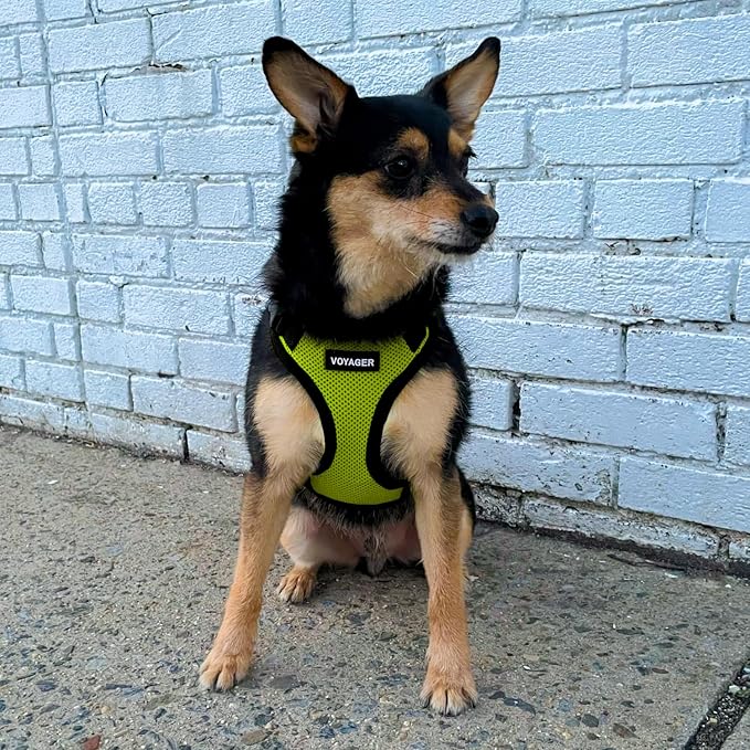 Voyager Step-in Lock Dog Harness - Lime Green/Black Trim, X-Small | 13 - 16" in Chest, Adjustable, Breathable Air Mesh, Lightweight for Daily Walks, Strong Clips, Heavy Duty D-Ring - Image 8