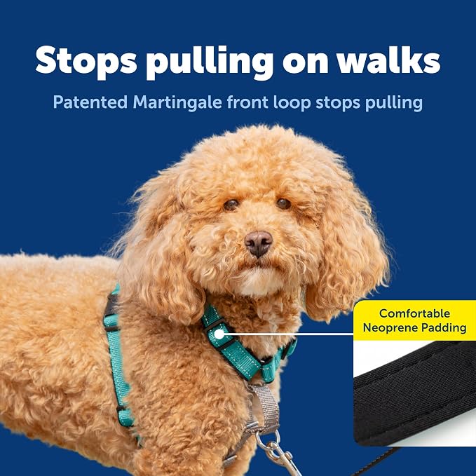 PetSafe 3 in 1 No-Pull Dog Harness - Walk, Train or Travel - Helps Prevent Pets from Pulling on Walks - Seatbelt Loop Doubles as Quick Access Handle - Reflective Accents - Small, Teal | Rests on Chest Not Throat to Reduce Pulling, 5 Adjustment Points, ... - Image 4