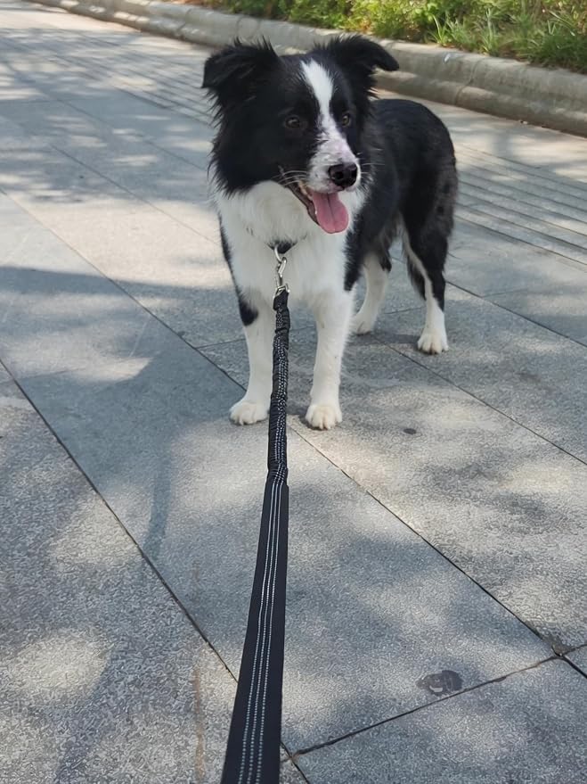 5FT Bungee Dog Leash Shock Absorbing Lightweight Small Medium Dogs | Reflective Nylon Lead 2cm Wide- Soft Handle- Anti-Pull Training- 6 Colors - Image 9