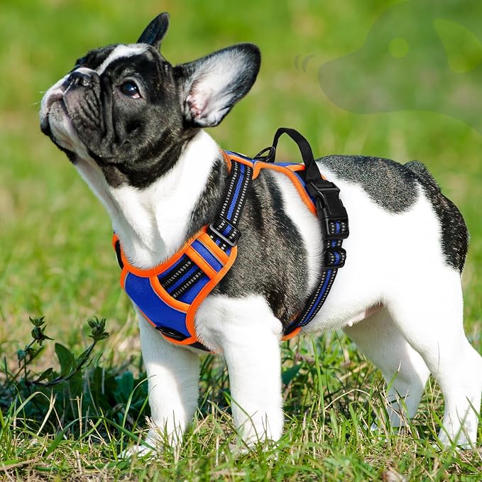 Eagloo Dog Harness for Small Dogs, No Pull Pet Vest with 2 Leash Clips | No Choke with Handle, Adjustable Comfort Fit, Reflective Strips, Easy Walking Control, Blue & Orange, Small - Image 9