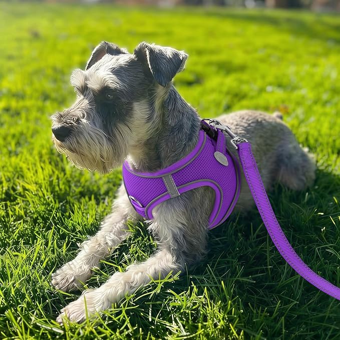 Joytale Step-in Dog Harness, Soft Breathable Mesh, Purple XXXS | Adjustable Fit for Small Dogs, Easy Step-in with Secure Fastener, Even Chest Pressure, Reflective For Night Safety, Washable - Image 2