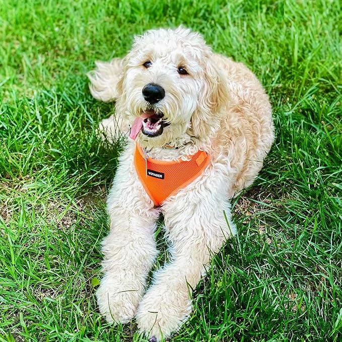 Voyager Step-in Lock Dog Harness - Orange, Medium | 17 - 21" in Chest, Adjustable, Breathable Air Mesh, Lightweight for Daily Walks, Strong Clips, Heavy Duty D-Ring - Image 8