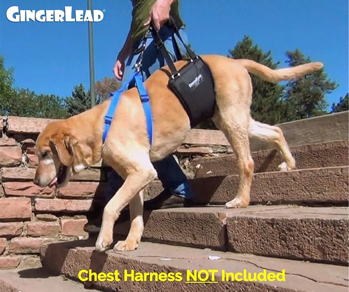 Dog Sling Hind Leg Support, M/LG Unisex with Cutout, Made in USA | Help Pets Walk, K9s Recover from Surgery, Fits Male & Female, Integrated Leash, Machine Wash/Dry, Chest Harness NOT Included - Image 5