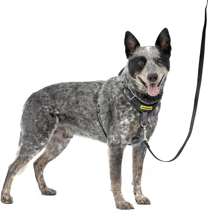PetSafe Easy Walk Comfort No Pull Dog Harness, Black, Medium | Stops Pulling on First Use with Front Martingale Loop, Full-Body Padding, 5-Point Adjustable Fit by PetSafe
