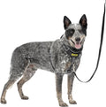 PetSafe Easy Walk Comfort No Pull Dog Harness, Black, Medium | Stops Pulling on First Use with Front Martingale Loop, Full-Body Padding, 5-Point Adjustable Fit by PetSafe