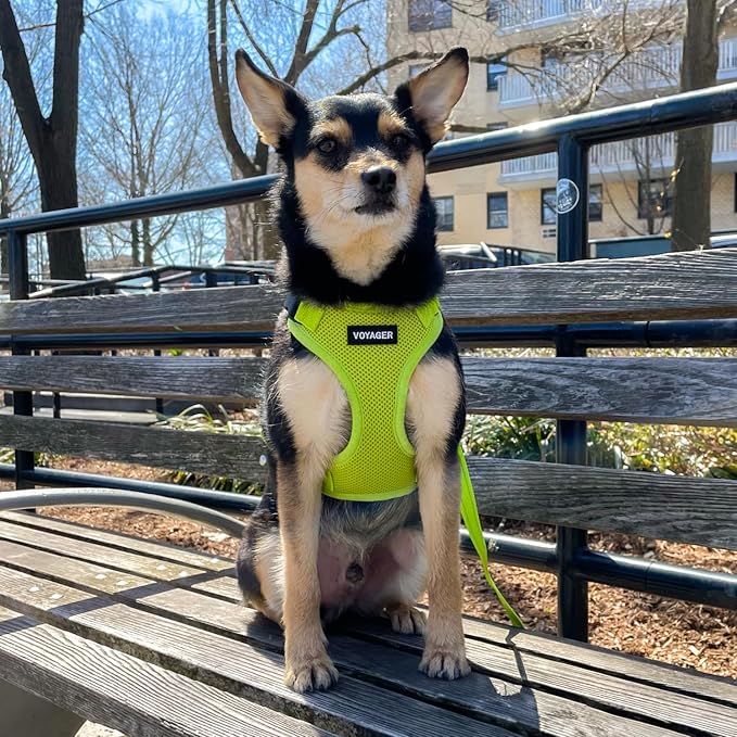 Voyager Step-in Lock Dog Harness - Lime Green, Medium | 17 - 21" in Chest, Adjustable, Breathable Air Mesh, Lightweight for Daily Walks, Strong Clips, Heavy Duty D-Ring - Image 8