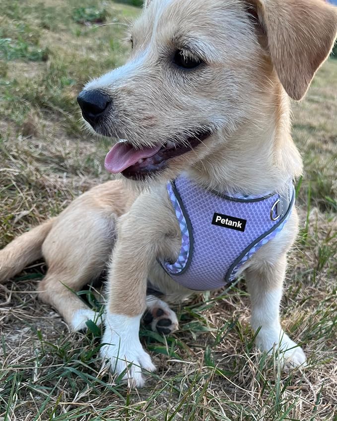 Petank Dog Harness for Small Medium Dogs No Pull, Puppy Harness and Leash Set, Step in Dog Harness for Walking, Running, Training (Purple, L) - Image 2