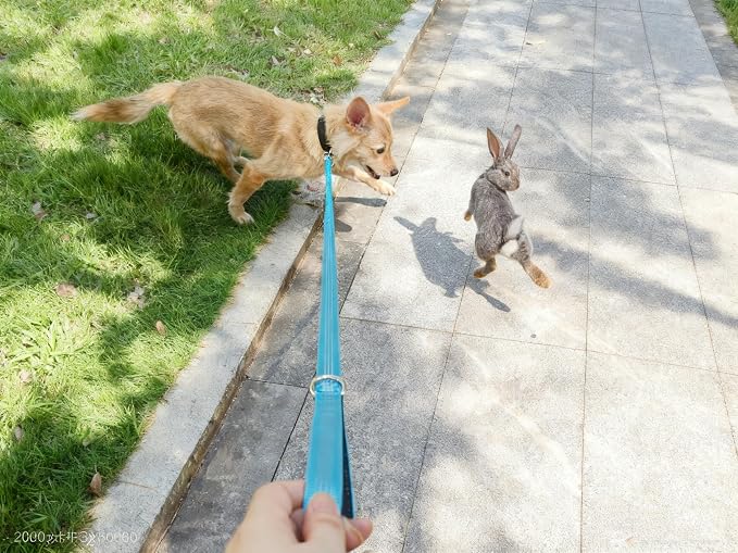 5FT Bungee Dog Leash Shock Absorbing Lightweight Small Medium Dogs | Reflective Nylon Lead- 2cm Wide- Soft Handle- Anti-Pull Training- 6 Colors - Image 9