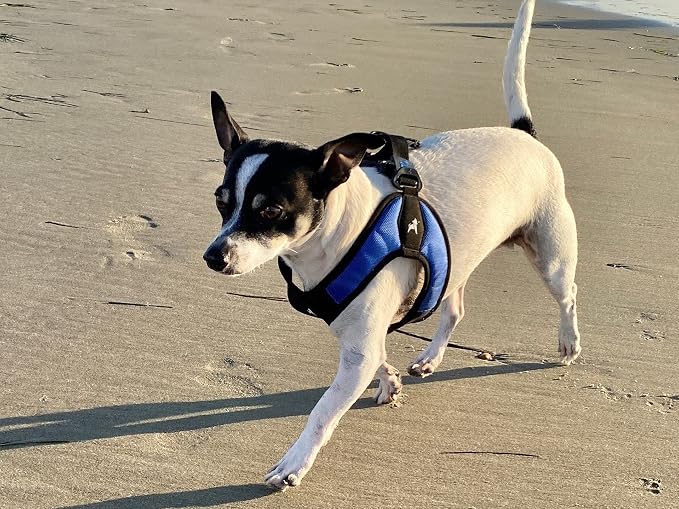 Gooby Escape Free Easy Fit Dog Harness, Step-in, Blue, Large | Patented escape-free frame; Contracts if they back out; Step-in easy on/off; Machine washable; Light POM leash ring - Image 7