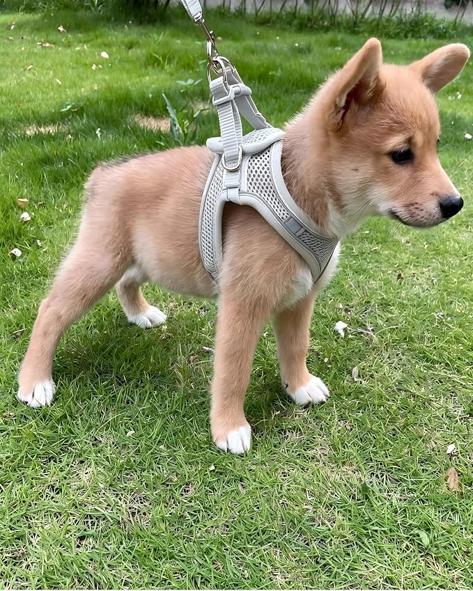 XXXS Grey Soft Mesh Dog Harness and Leash Set,No Escape Puppy Harnesses for Training Walking， Reflective Adjustable Puppy Vest for Small Medium Dogs, Cats (Grey, XXXS) - Image 2